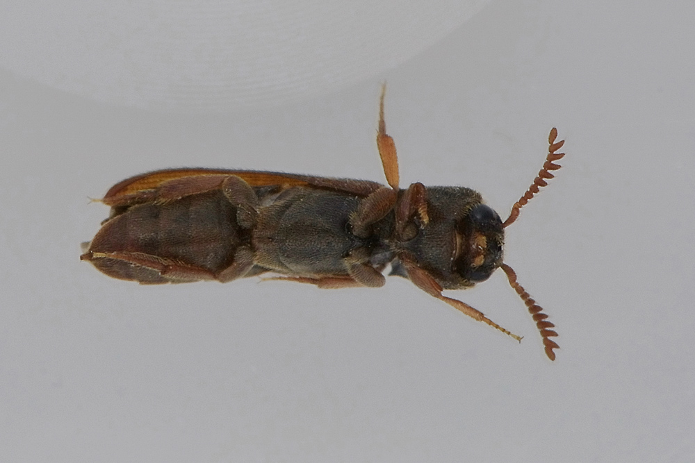 Melasis buprestoides (Eucnemidae)